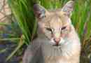 Reed cat, vagy swamp trot vagy house